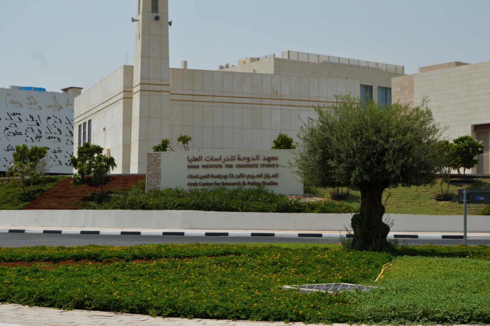 Olive tree, groundcover and landscaped beds at the Doha Institute for Graduate Studies in Doha