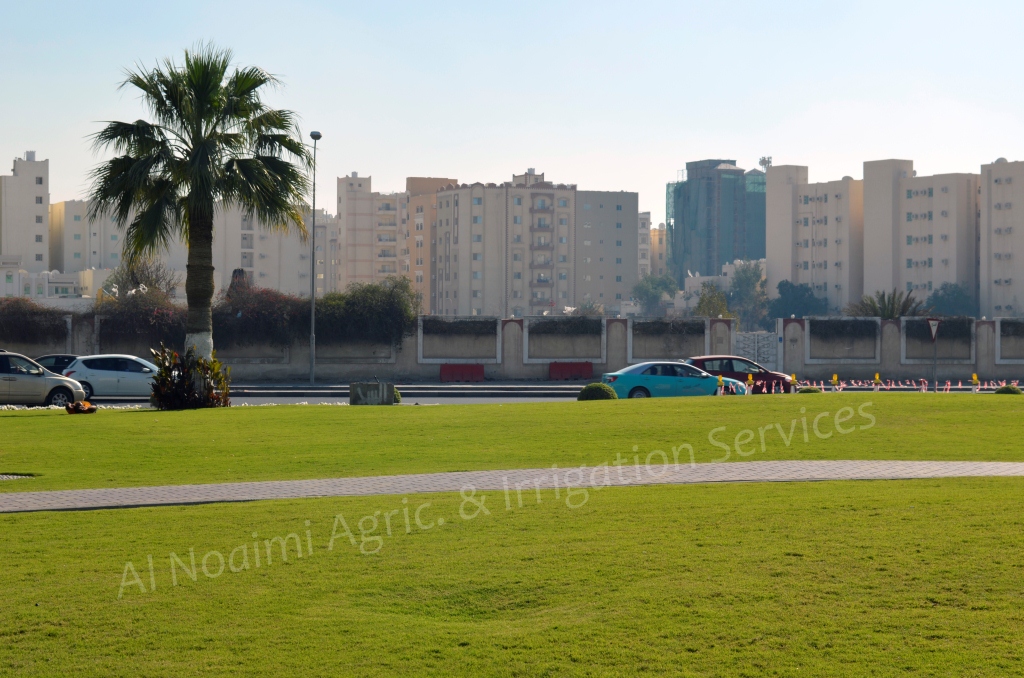Irrigated lawn with palm trees and a paved path in Doha, Qatar