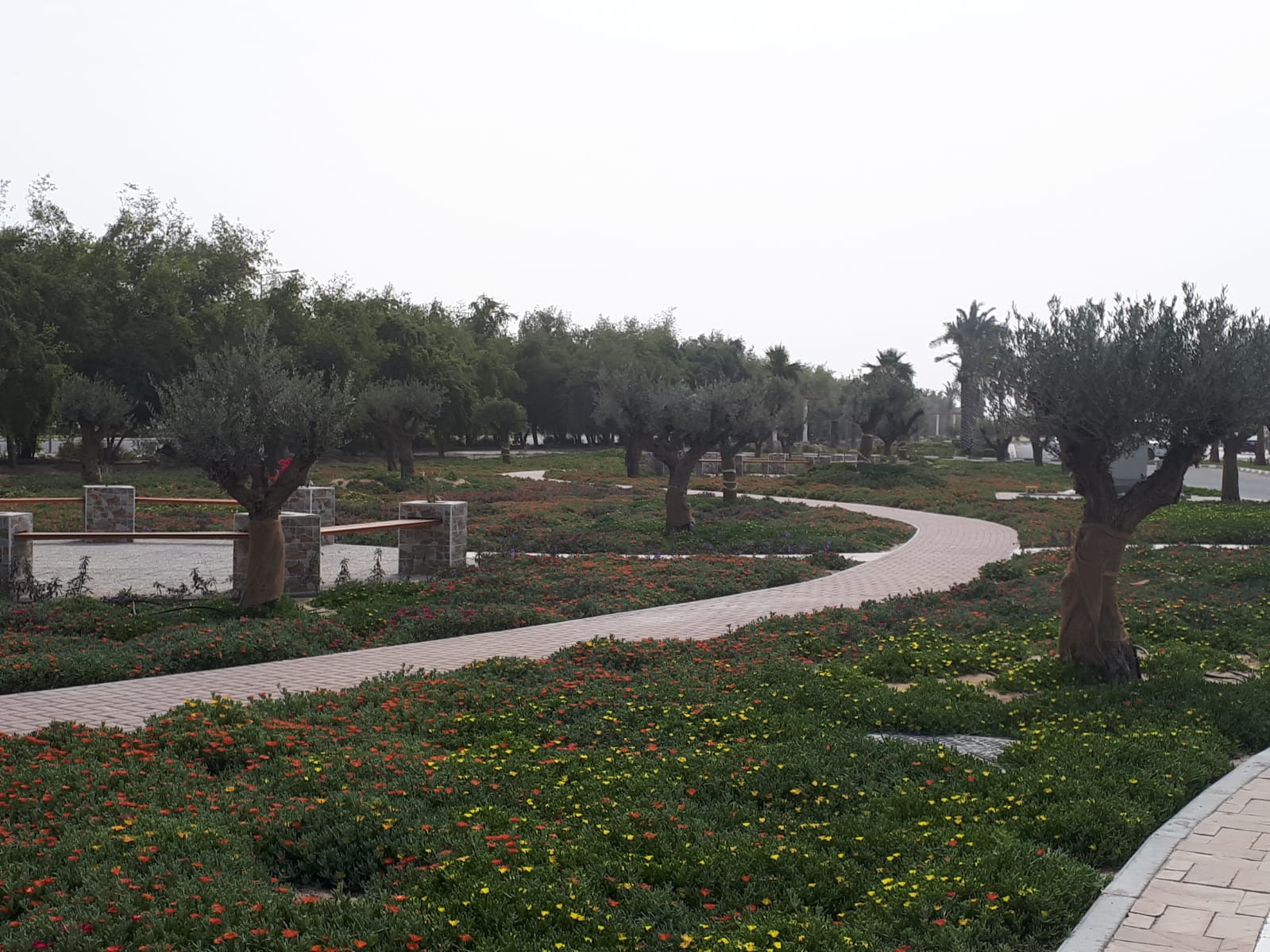 Landscaped park with olive trees, colourful groundcover and paved pathways built by Al Noaimi in Qatar