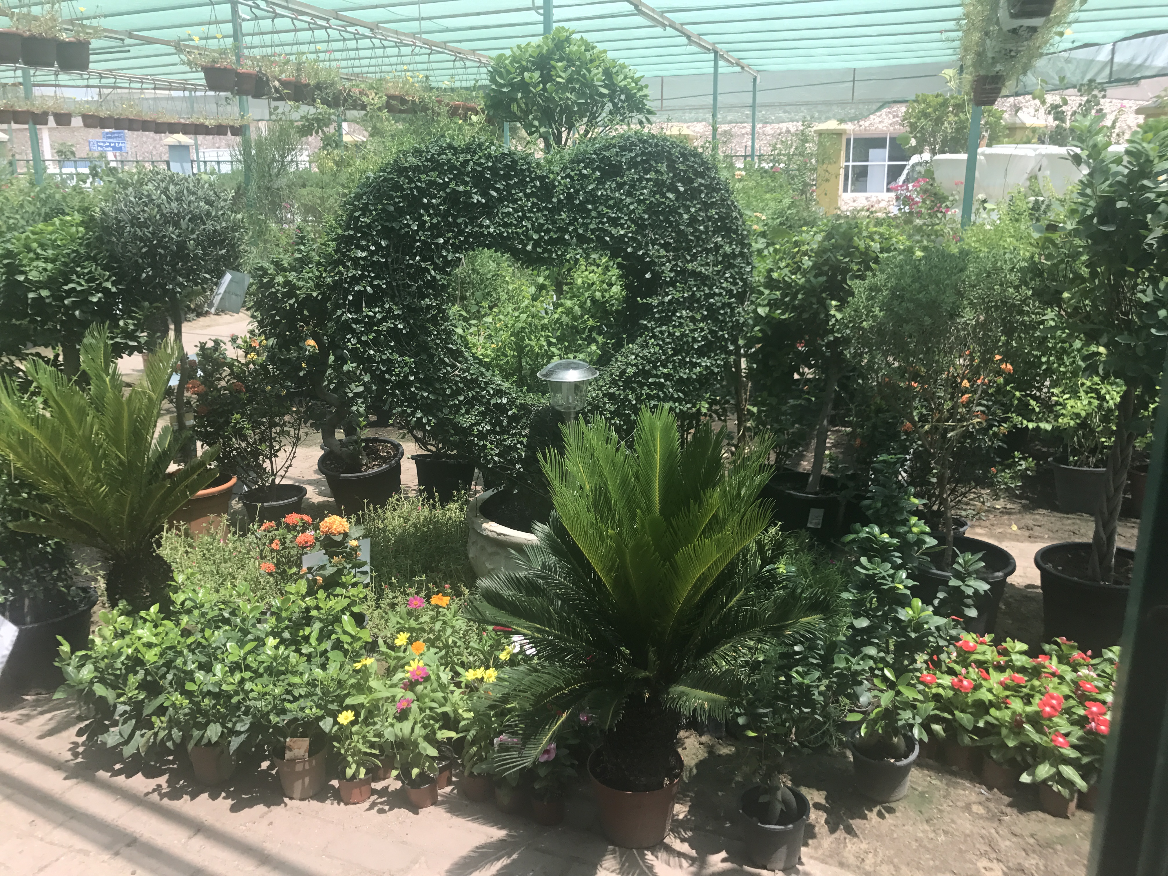 Outdoor Plants