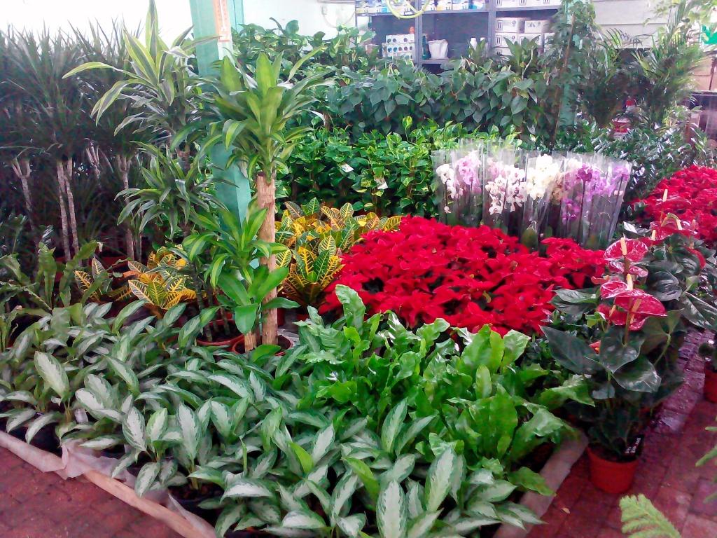 Indoor Plants