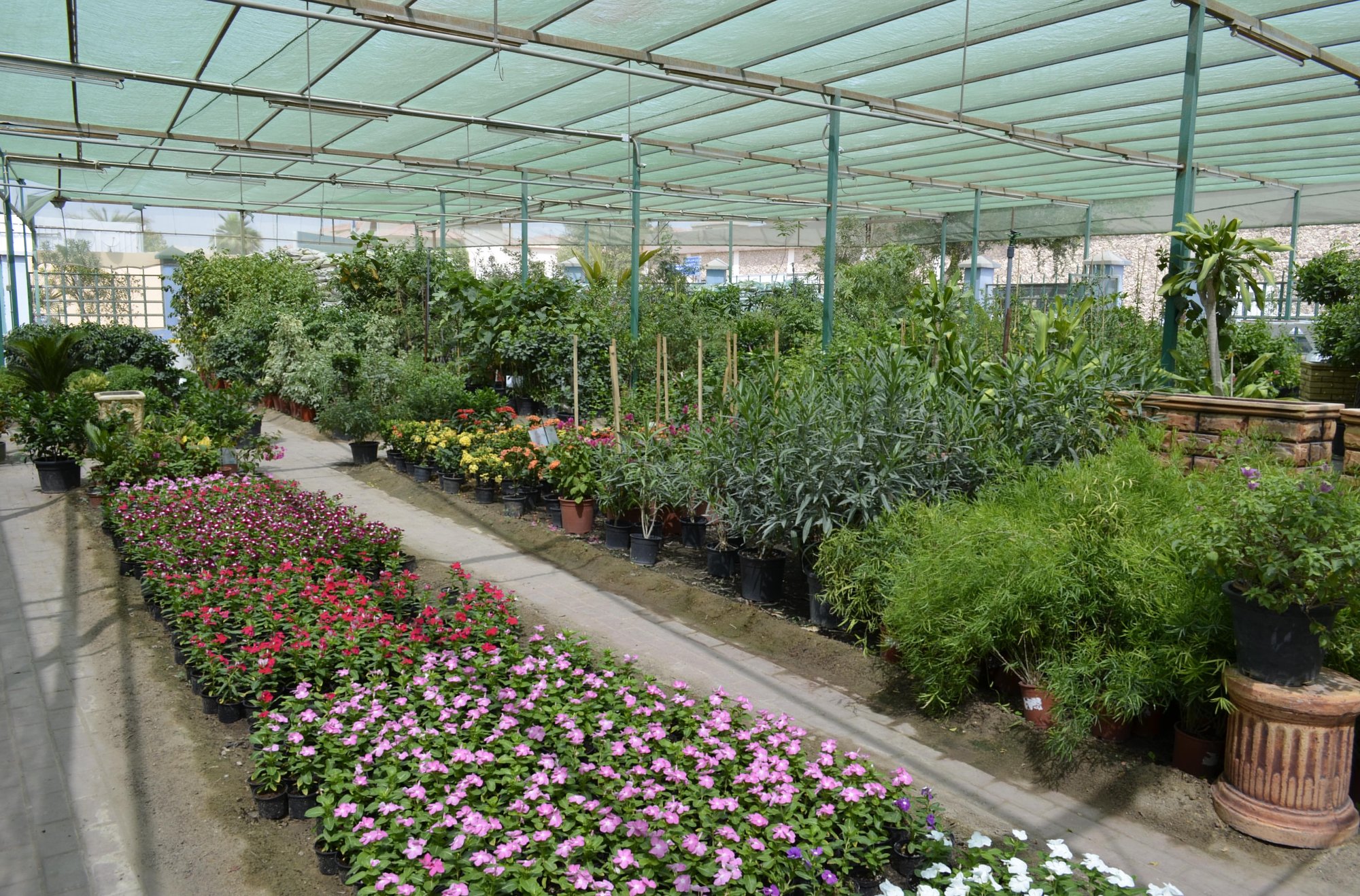 Rows of flowering plants in the greenhouse of the Paradise Flowers garden centre in Doha