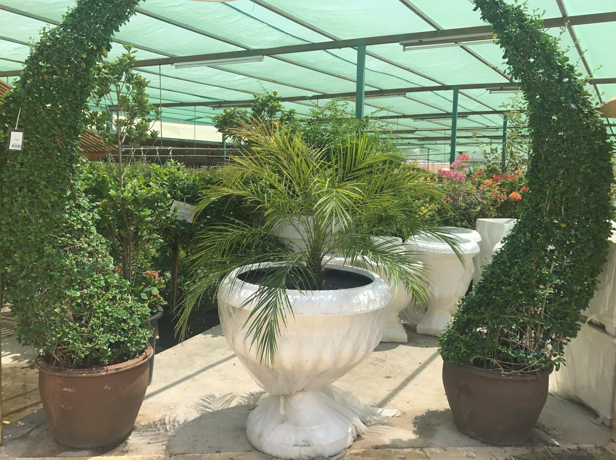 Shaped topiary and a decorative white urn at the Paradise Flowers garden centre in Doha