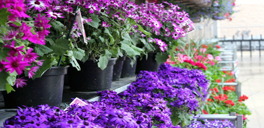 Al Noaimi Paradise Flower Garden Center Qatar