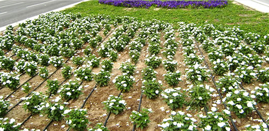 Drip irrigation lines feeding flower beds in Qatar
