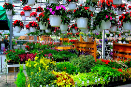 Plants and Pots
