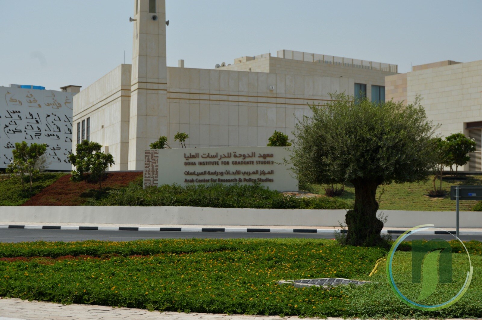 Olive tree, groundcover and landscaped beds at the Doha Institute for Graduate Studies in Doha