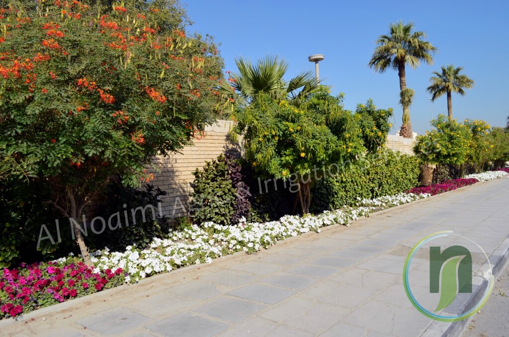 Flowering shrubs, palm trees and a white flower border along a walkway in Doha
