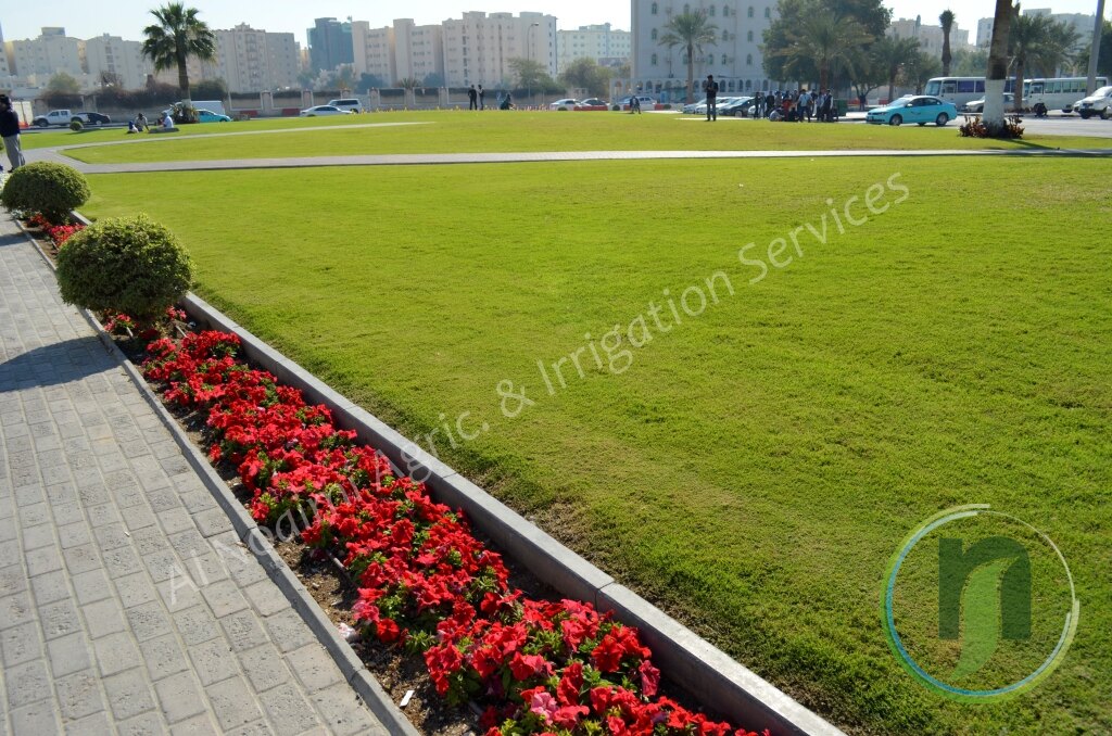 Green lawn with a red flower bed beside a paved walkway in Doha
