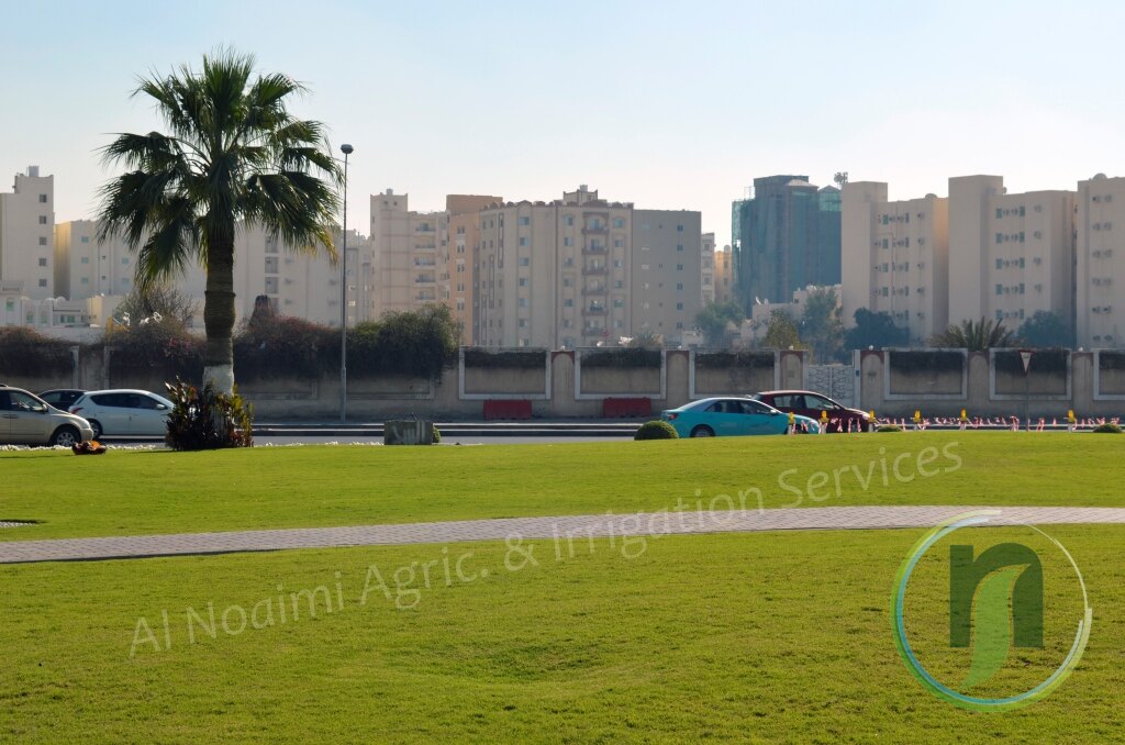 Well-watered lawn with palm trees and apartment buildings in Doha