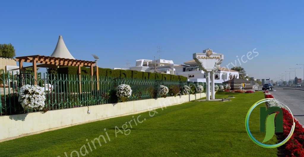 Landscaped lawn with clipped hedge, timber pergola and white flower balls beside a boundary wall in Qatar