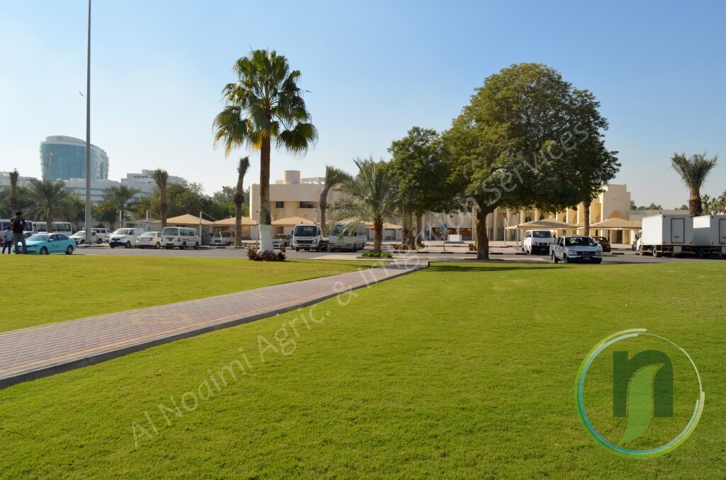 Green lawn with palm and shade trees in a roadside landscape in Doha