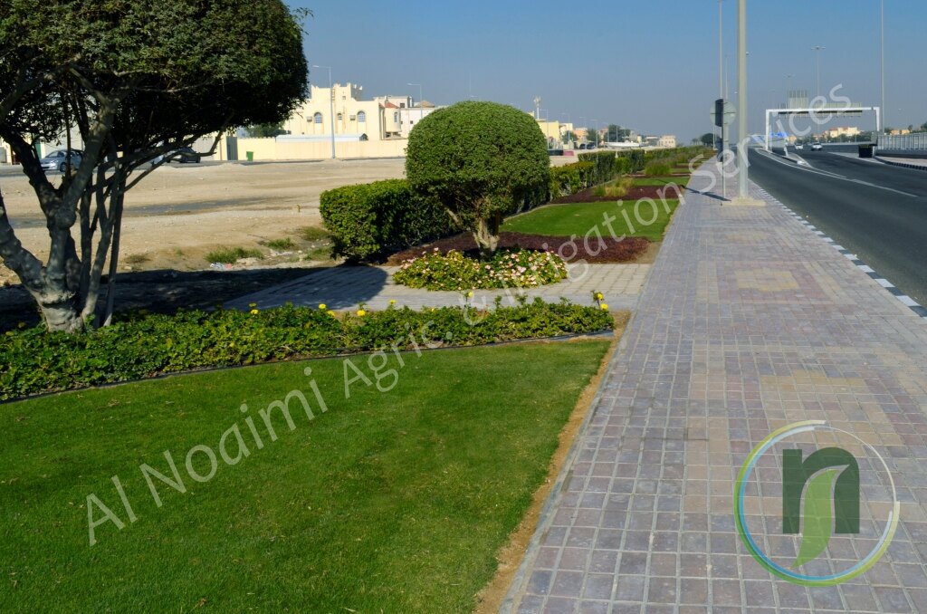 Lawn, shaped tree and paved walkway beside a Doha road landscaped by Al Noaimi