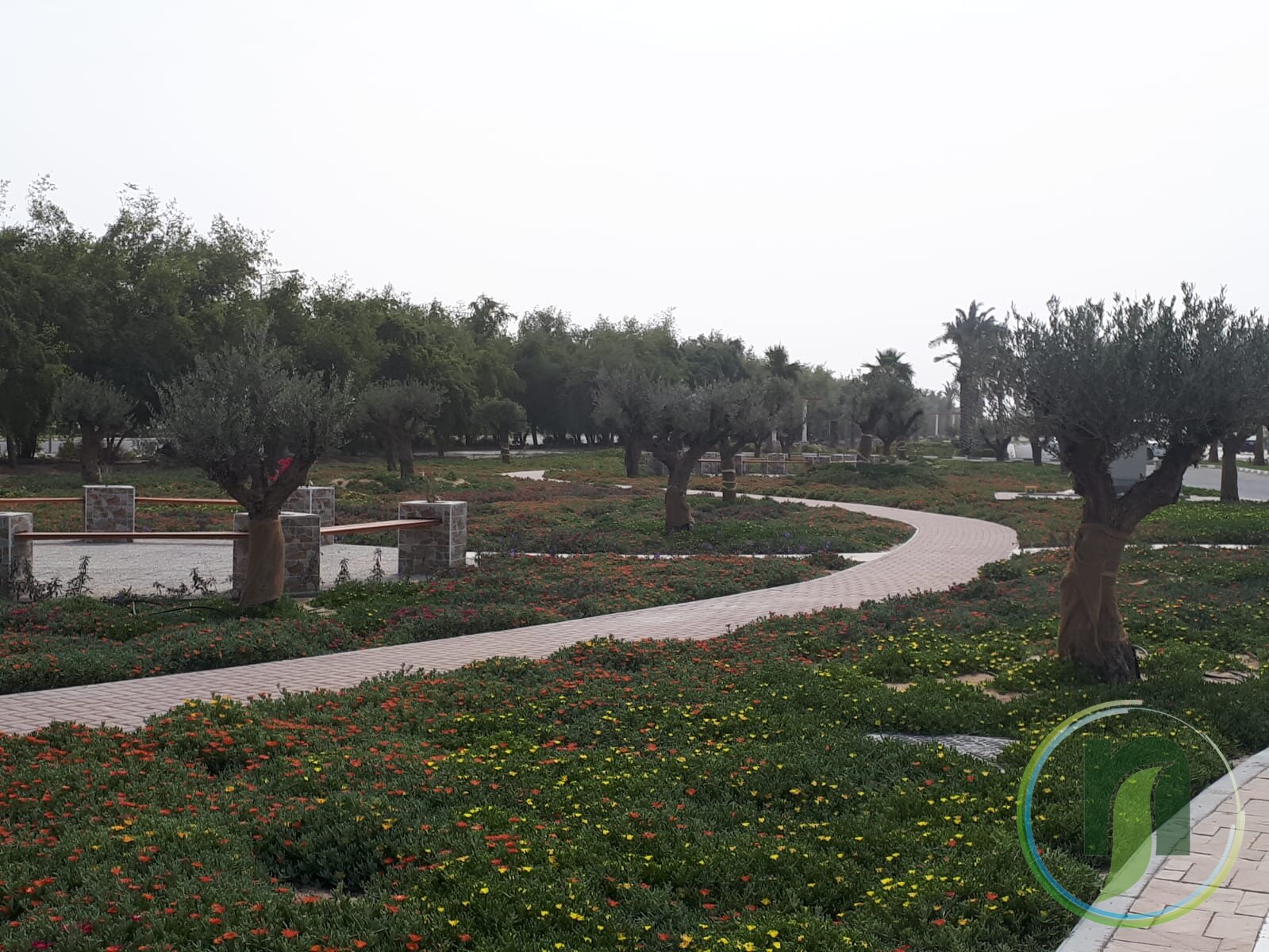 Olive trees, colourful groundcover and curved paved pathways in a landscaped park in Qatar