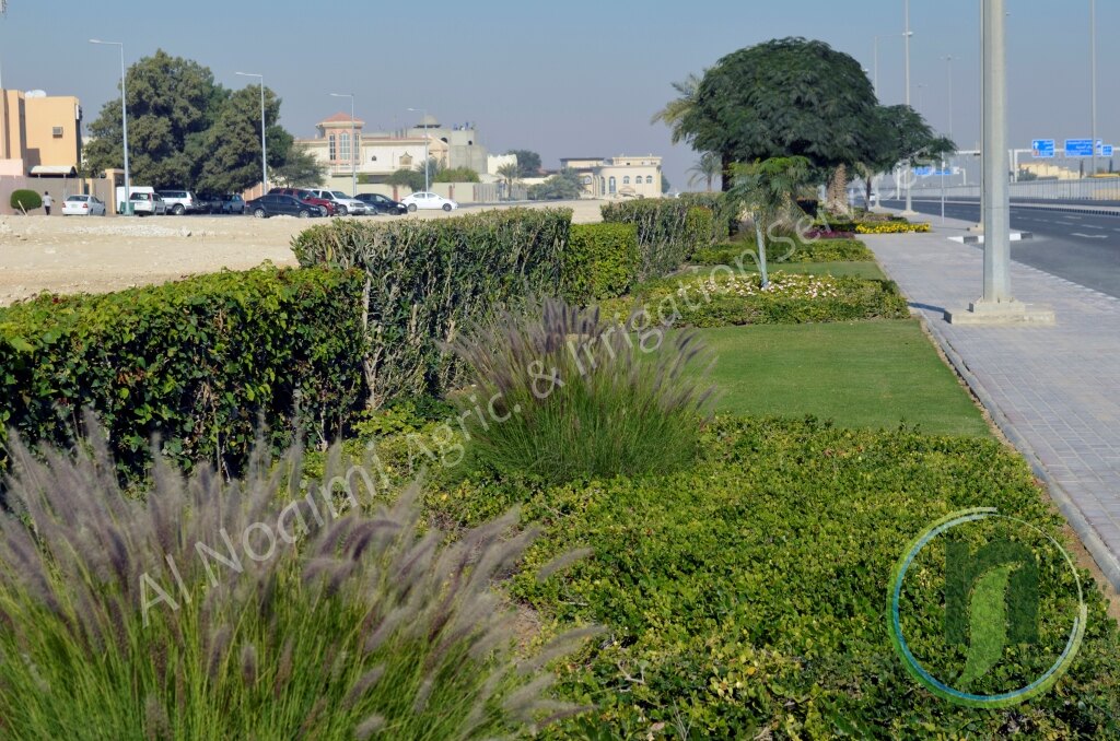 Ornamental grasses, shrubs and a flower bed along a Qatar roadside