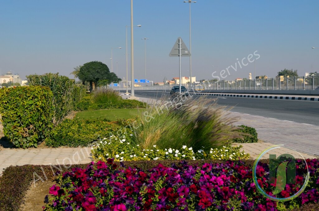 Purple and red flower bed with ornamental grasses and shrubs beside a road in Qatar