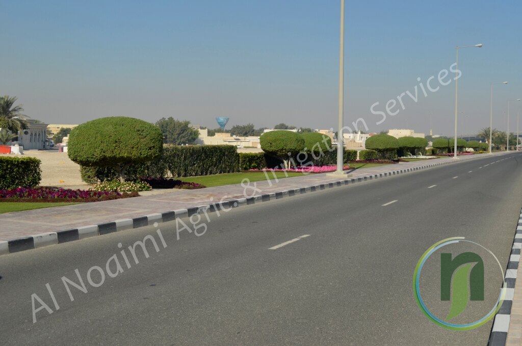Roadside hedges and flower beds along a Doha road landscaped by Al Noaimi