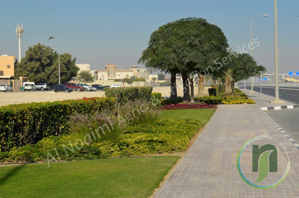 Roadside landscaping with clipped hedges, ornamental grasses and lawn along a Doha avenue