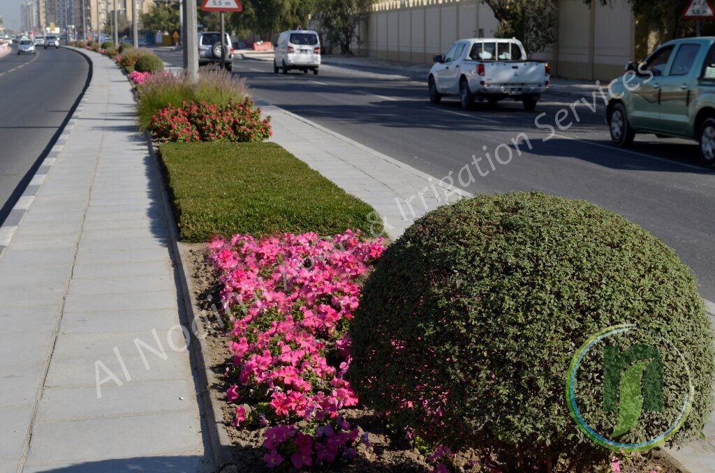 Round clipped shrub and pink flowers beside a paved sidewalk in Doha