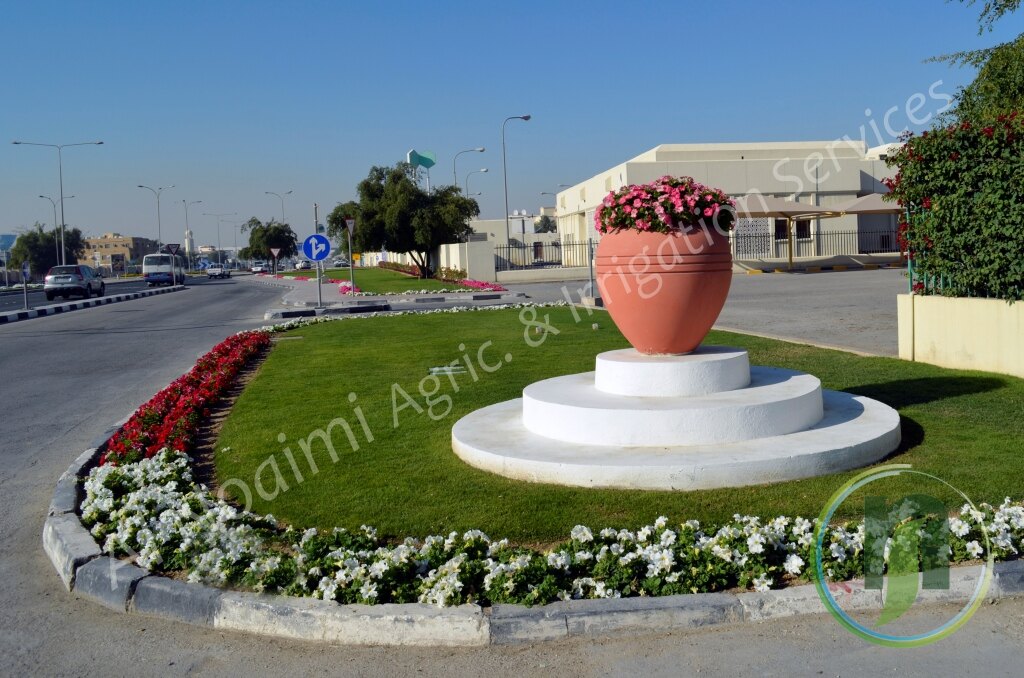 Roundabout landscaping with a terracotta feature planter, lawn and white petunias in Qatar
