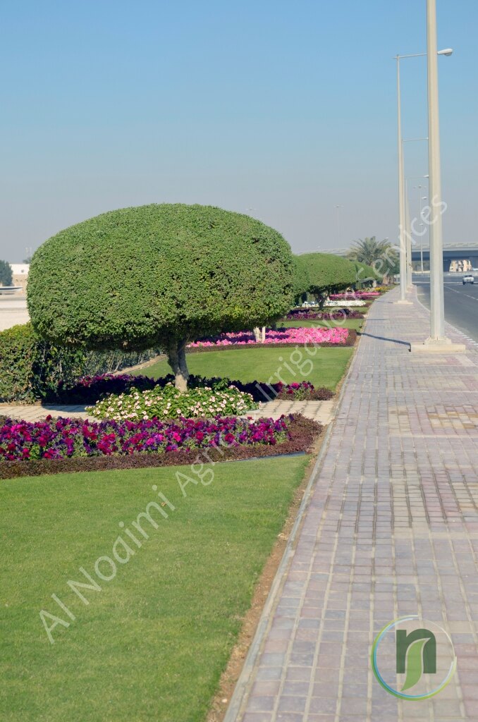 Shaped topiary tree and pink flower bed beside a paved pavement in Doha