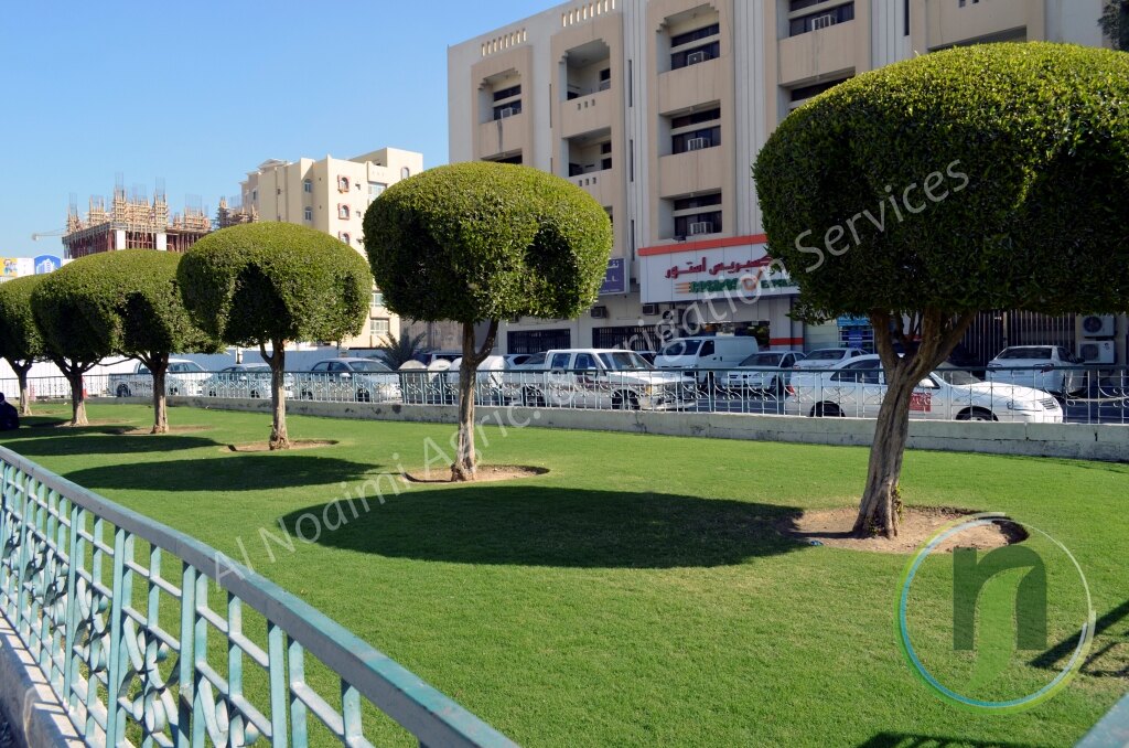 Topiary trees on a manicured lawn beside decorative railings in Doha
