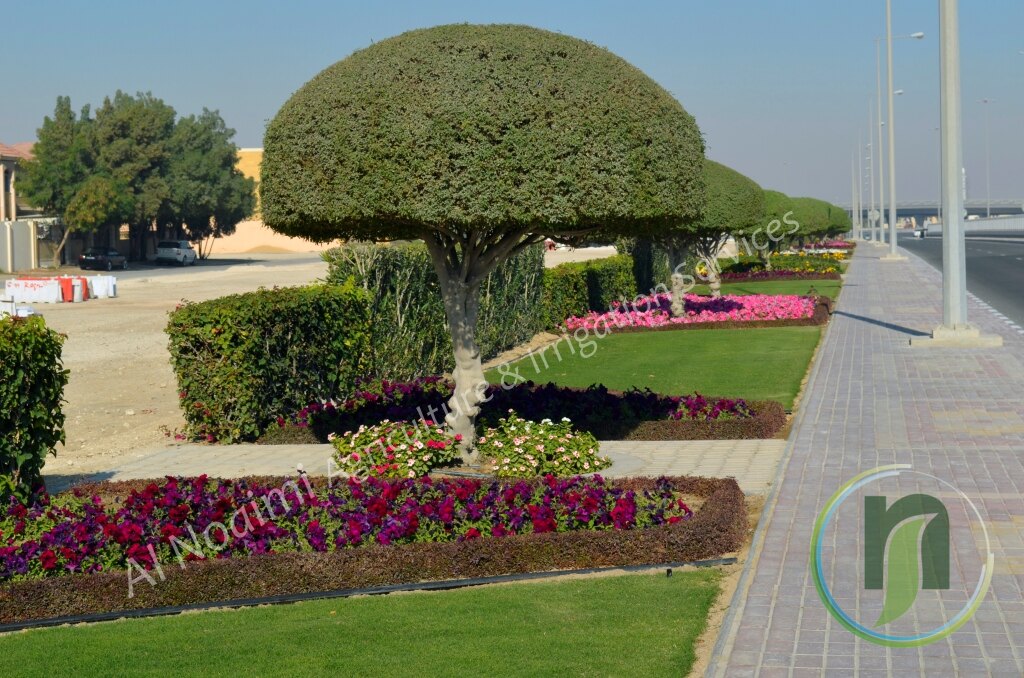 Umbrella-shaped tree above a flower bed and lawn beside a paved footpath in Qatar
