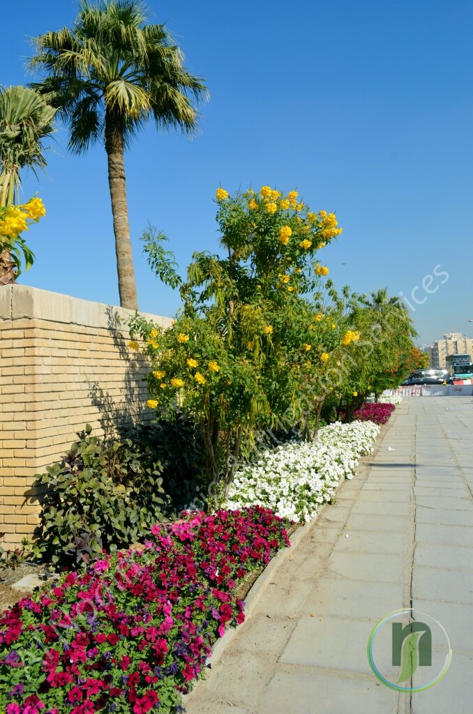 Yellow flowering shrub with a red and white flower bed beside a path in Qatar