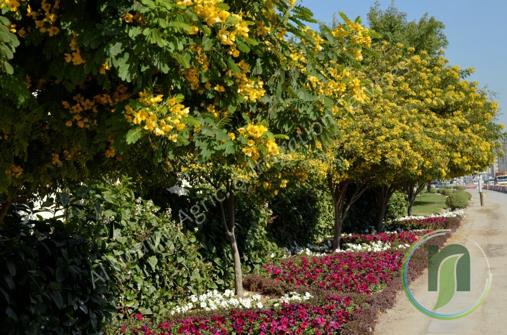 Yellow flowering trees and seasonal flower beds along a street in Qatar